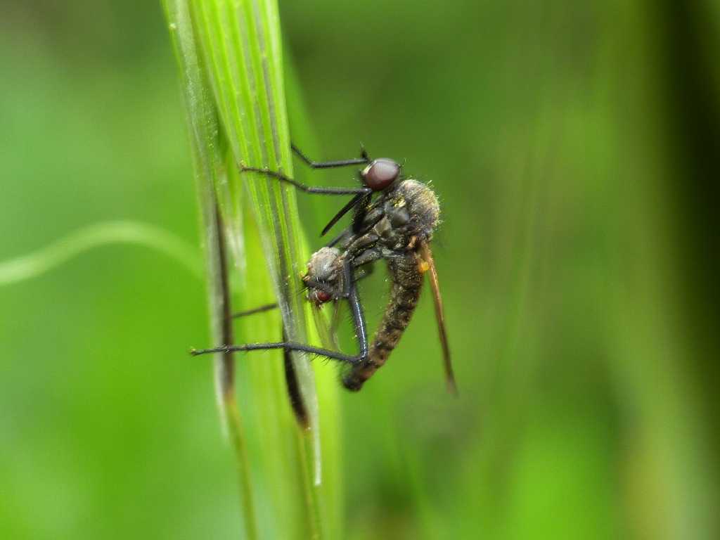 Empis sericans: femmine e maschi con dono nuziale